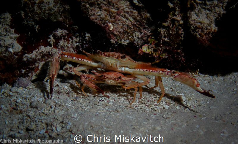 Crustacean couple looking to be left alone.... by Chris Miskavitch 