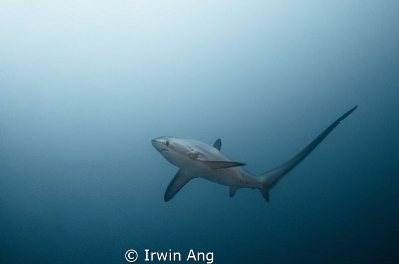 A L O P I I D A E 
Thresher shark (Alopiidae)
Malapascu... by Irwin Ang 
