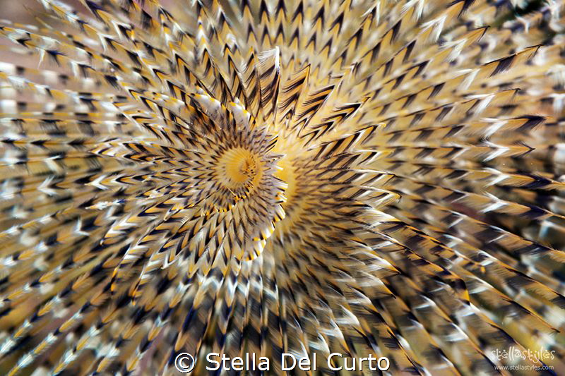 “Hypnotic” - Sabella spallanzanii in AMP Portofino by Stella Del Curto 