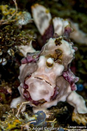 frogfish by Angel Cegarra 