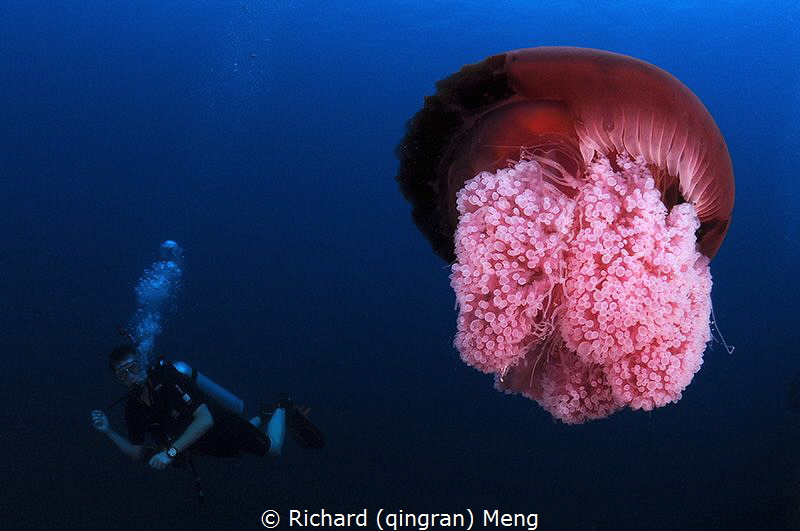 A diver and a jellyfish by Richard (qingran) Meng 