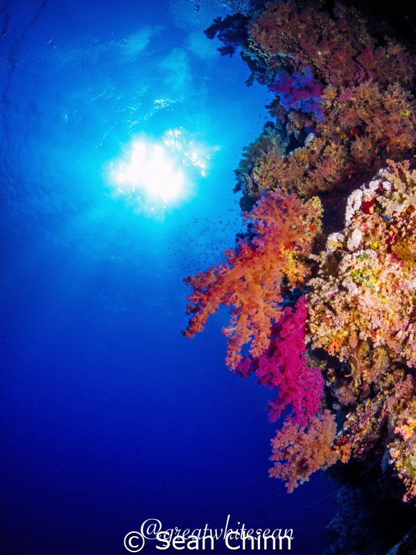 The beautiful colours of a Red Sea wall scene by Sean Chinn 