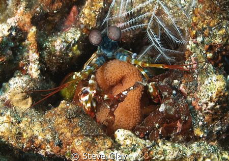 Mantis shrimp with eggs by Steve Clay 