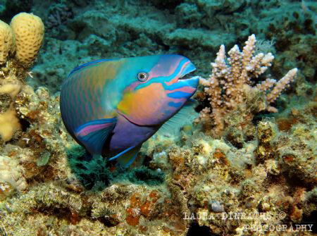 Bullethead parrotfish by Laura Dinraths 
