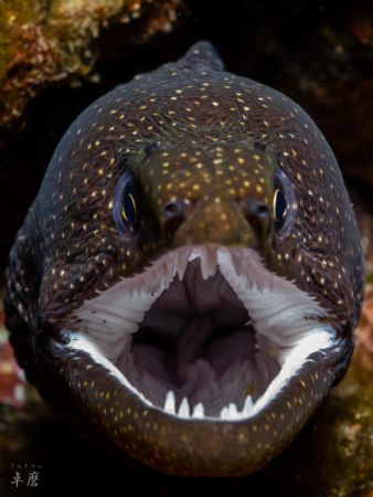 I need a dentist... 3 bugs in a moray eel's mouth - Reuni... by Takma Lherminier 