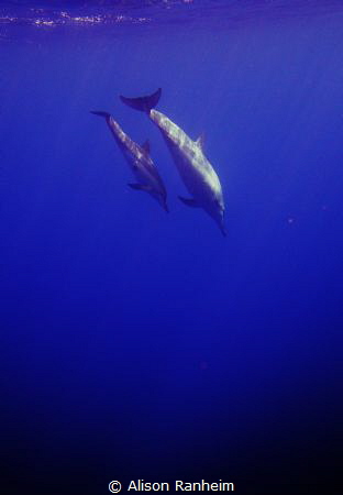 Big Island Hawaii, baby & mama dolphin by Alison Ranheim 