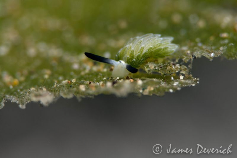 World's end.

Costasiella sp. by James Deverich 