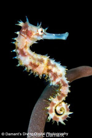 Thorny Seahorse by Marc Damant 