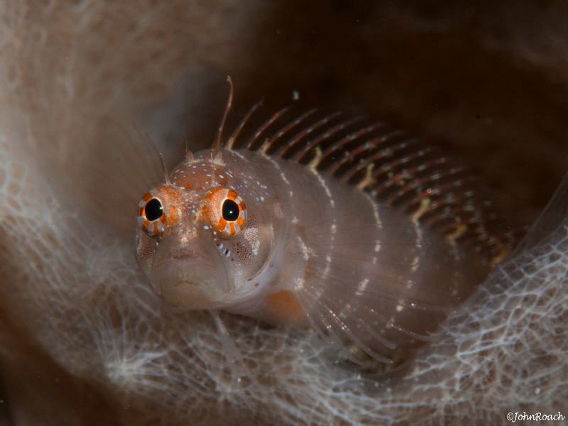 Starksia hassi Ringed Blenny at the "Front Porch" Bonaire... by John Roach 