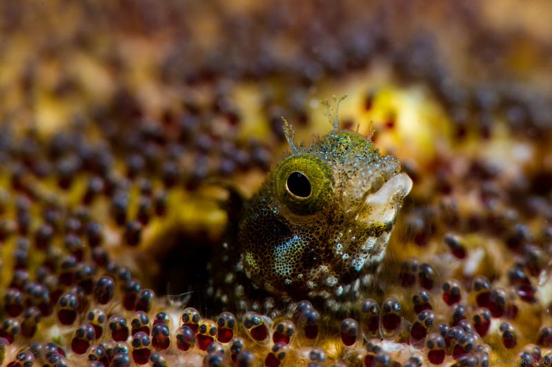 Acanthemblemaria spinosa Spinyhead Blenny at the "Front P... by John Roach 