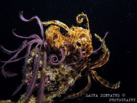 Feather stars on reef by Laura Dinraths 