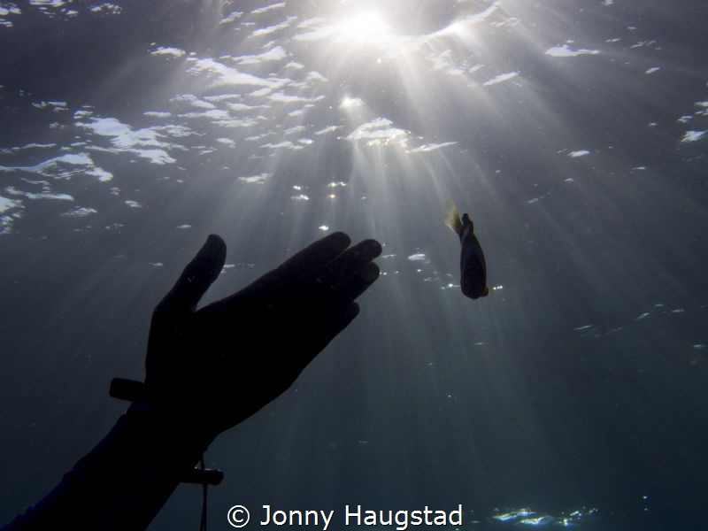 Light, hand and a Clownfish. by Jonny Haugstad 