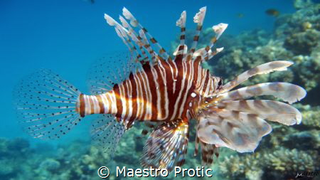 Red Sea, Lion fish (Pterois antennata)
Egypt, Hurghada, ... by Maestro Protic 