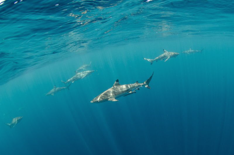 Blacktip reef sharks are patrolling water around dive boa... by Dmitry Starostenkov 