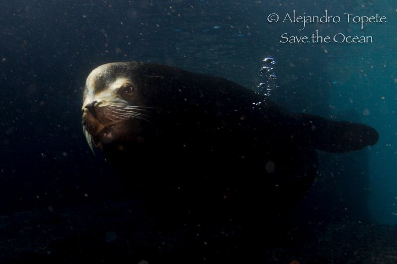 Male Sea Lion in the shadow, La Paz mexico by Alejandro Topete 