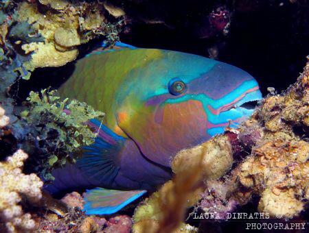 Colourful sleeping parrotfish by Laura Dinraths 
