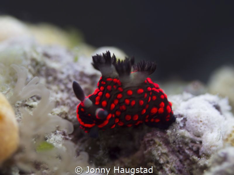 Nudibranch Bohol, Philippines! by Jonny Haugstad 