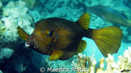 Boxfish (Ostracion cubicus)
Egypt, Hurghada, Sahl Hashee... by Maestro Protic 