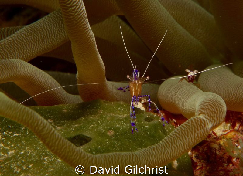 Pedersoni Cleaner Shrimp and Anemone by David Gilchrist 