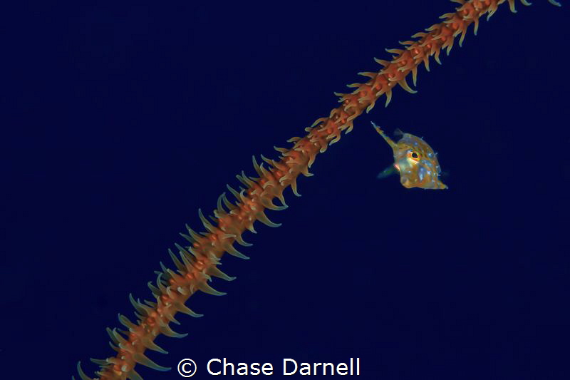 "Suspended"
A Slender Filefish swims around a branch of ... by Chase Darnell 