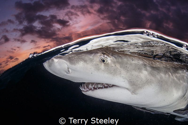 'Lemon Shark evening split' 
— 
Subal underwater housin... by Terry Steeley 
