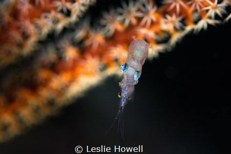 Pygmy squid with shrimp. by Leslie Howell 