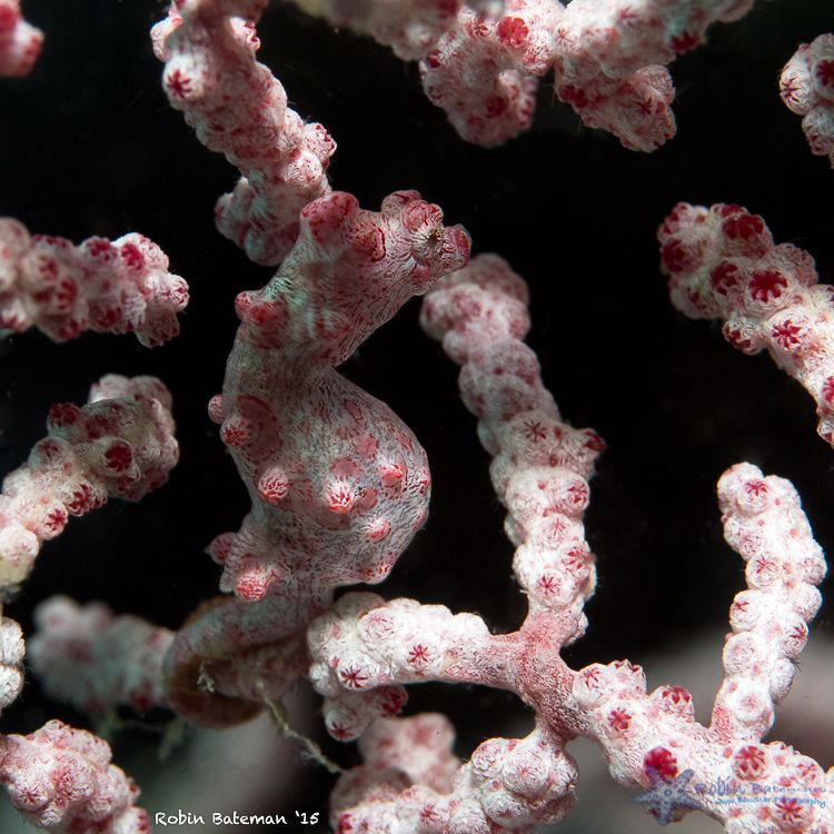 Red Dots

Pygmy Seahorse hiding in the soft coral in Pu... by Robin Bateman 