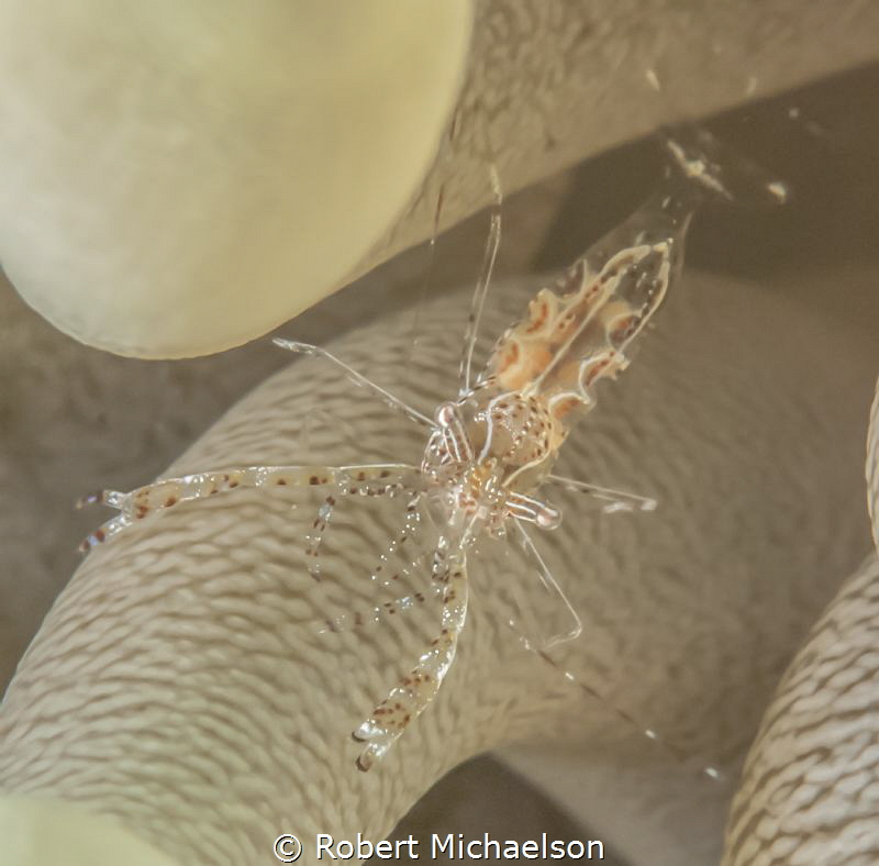 Sun anemone shrimp. Nikon D90 with dual strobes a +5 diopter by Robert Michaelson 