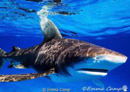 A shot of an oceanic white tip taken whilst snorkeling in... by Emma Camp 
