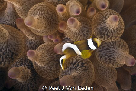 Double banded clown fish and its home by Peet J Van Eeden 
