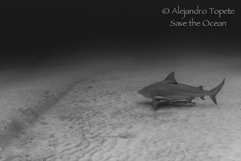 Shark in the Sand, Playa del Carmen mexico by Alejandro Topete 