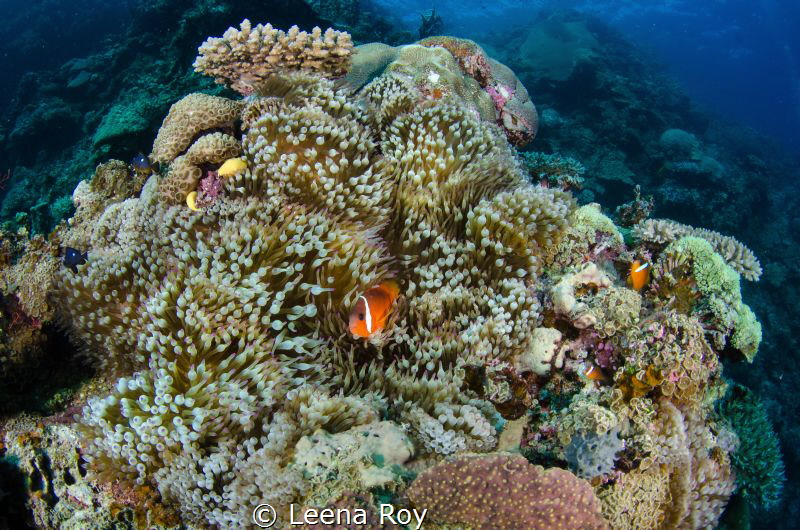 Clown fish in his pinnacle home by Leena Roy 