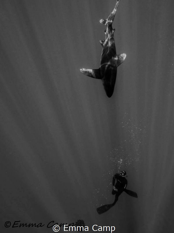 Free diving with an Oceanic White tip by Emma Camp 