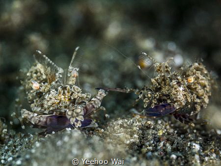 Simplex Shrimps (Phyllognathia simplex)
Anilao, Phlippines by Yeehoo Wai 