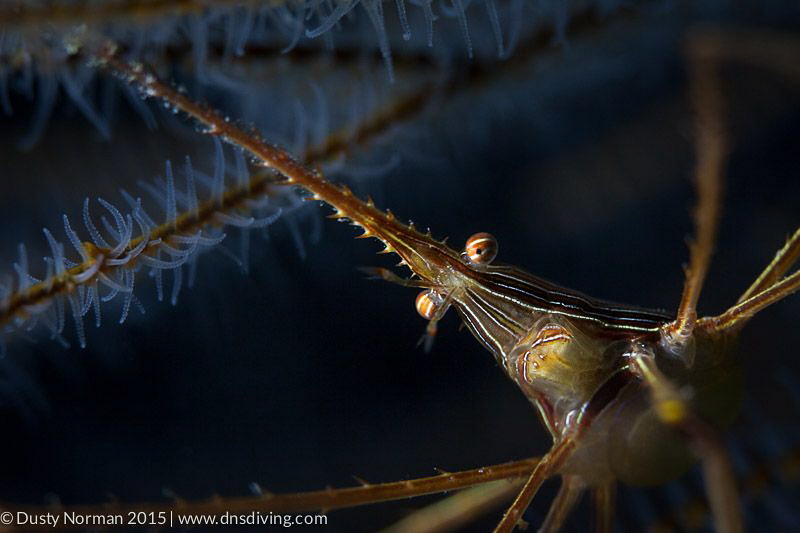 "Game Face"
An Arrow Crab hanging out in a Whip Coral. by Dusty Norman 