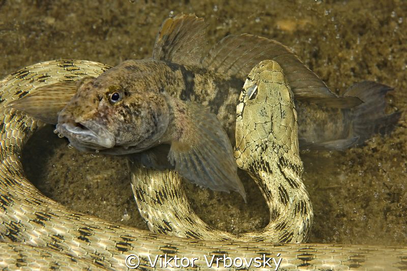 Dice Snake (Natrix tessellata) and its prey - Tube-nosed ... by Viktor Vrbovský 