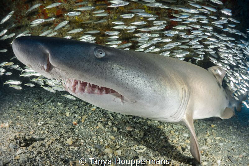Sand Tiger Smile
A sand tiger shark rests on the sea flo... by Tanya Houppermans 