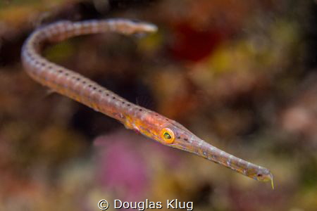Arc. A tiny, stripped juvenile trumpet fish poses for the... by Douglas Klug 