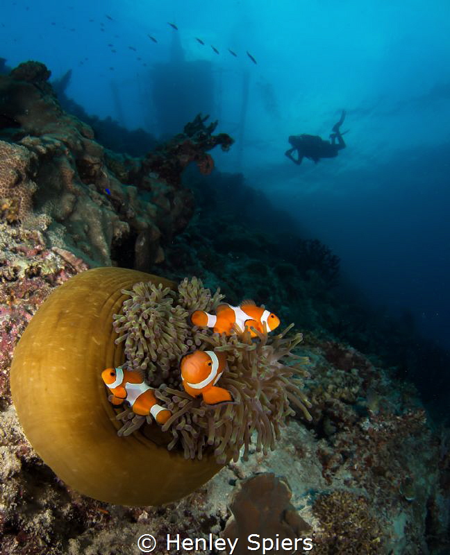 Nemo spotting as the sun starts to go down in Moalboal, P... by Henley Spiers 