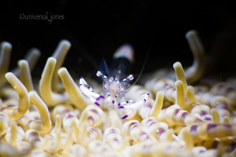 "At Home Alone"
Commensal anemone shrimp.
Night dive An... by Wayne Jones 