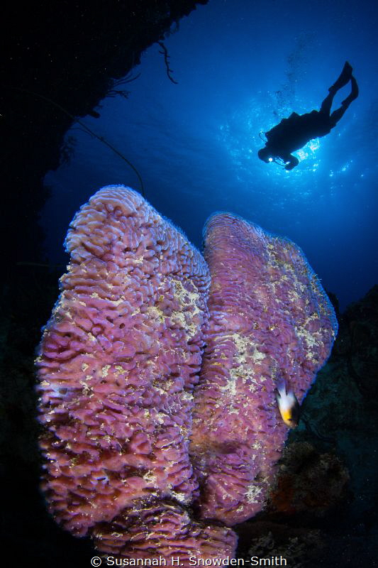 Purple Vase Sponges & Diver by Susannah H. Snowden-Smith 