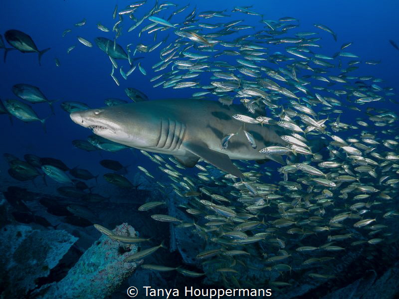 Bait Fish Blues
Bait fish surround a sand tiger shark in... by Tanya Houppermans 