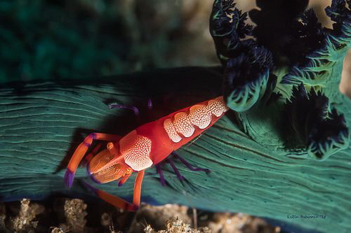 Hitchhiker

I was excited to come across this shrimp ta... by Robin Bateman 
