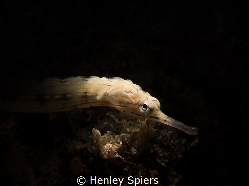 Network Pipefish from Moalboal by Henley Spiers 