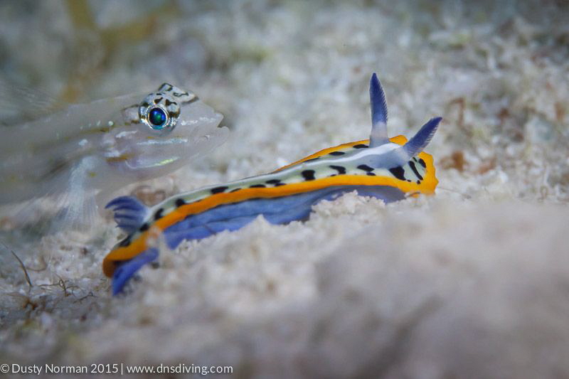 "Buddy Check"
A Purple Crowned Sea Goddess and a Sand Go... by Dusty Norman 