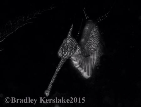A black and white dragon! Nikon d7100 by Bradley Kerslake 