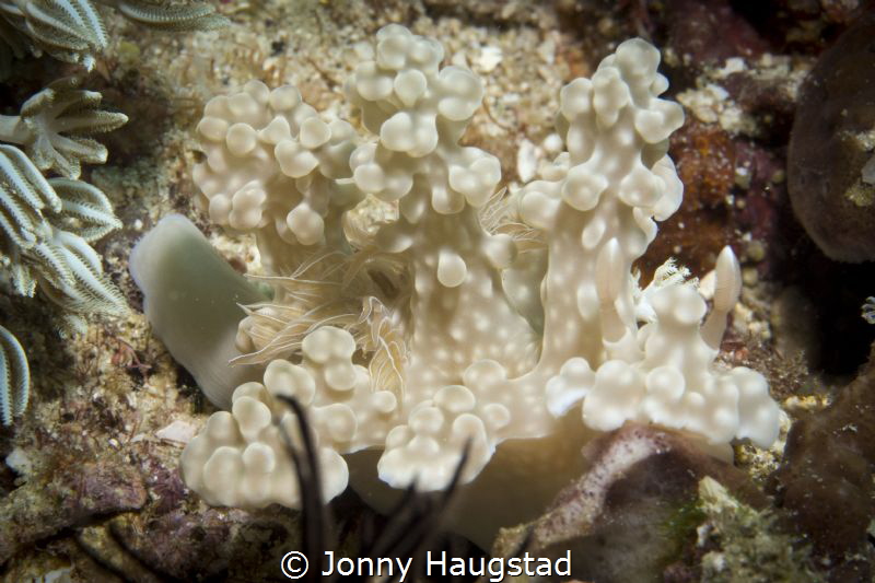 I have no clue of what kinda Nudi this is, but is sure is... by Jonny Haugstad 