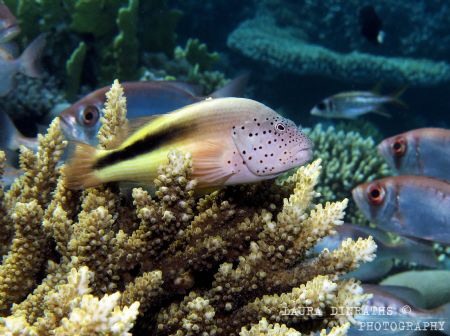 Freckled hawkfish on acropora coral by Laura Dinraths 