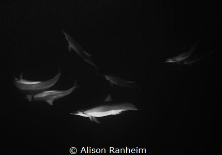 Dolphin Darkness by Alison Ranheim 