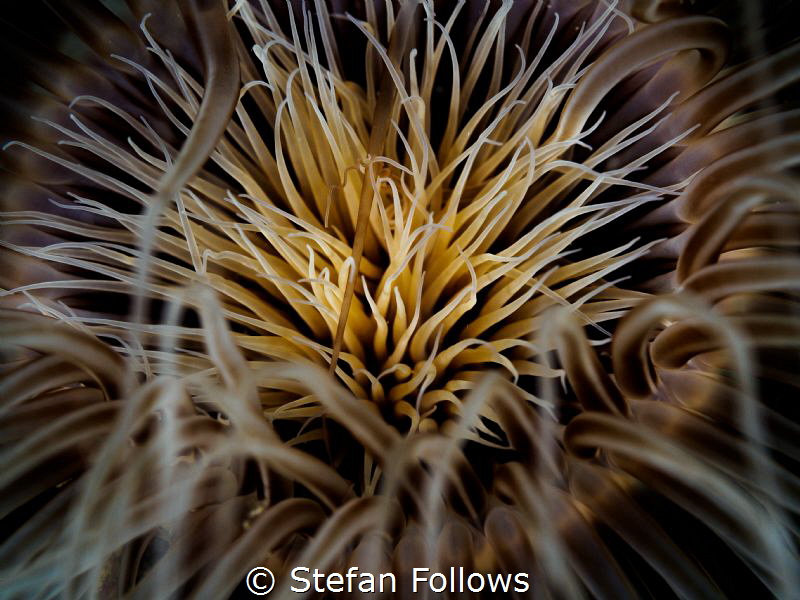 Heart of Fire. Tube Anemone - Cerianthus sp. Ang Thong, T... by Stefan Follows 